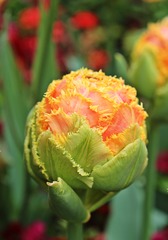 Tulpenknospe - Frühling, Frühjahr, Frühblüher, Tulpe, Knospe, orange, Blüte, Kronblatt, Blatt, Blätter
