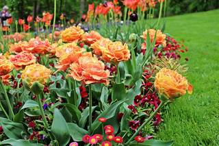 Frühblüher einer Ausstellung - Frühling, Frühjahr, Frühblüher, Tulpe, Blüte, Zwiebelgewächs, Tulipa, Liliengewächs, Zwiebelblume, Schnittblume, Blüte, rot, orange