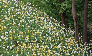 Tulpenhang im Frühling - Tulpe, Tulpen, Tulipa, Liliengewächs, Zwiebelblume, Schnittblume, Blüte, Frühling, Frühjahr, Frühblüher, Schreibanlass, gelb weiß, viele, blühen