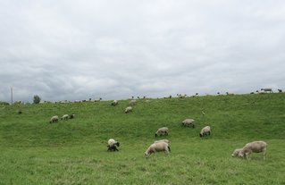Elbdeich - Schafhutung - Deich, Hochwasserschutz, Hutung, Schaf, Gras