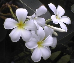 Leelawadee-Blüten - Pflanze, Blüten, Leelawadee, Frangipani, Duftblüten, weiß