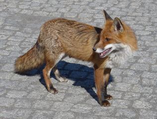 Fuchs - Fuchs, Rotfuchs, Säugetier, Fell, Fuchsschwanz, Wildtier, Wildhund, Reinecke Fuchs, Märchen