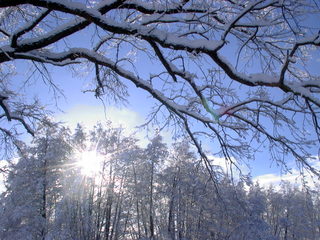 Winterimpression - Winter, Schnee, Landschaft, Baum, Ruhe