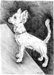 Chihuahua - Krümel - Chihuahua, Hund, Haustier, Tier