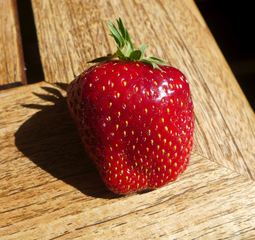 Erdbeere - Erdbeere, rot, Obst, Erdbeere, Blütenpflanze, Frucht, Sammelnussfrucht, fragaria ananassa, Rosengewächs, Gartenerdbeere