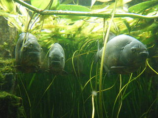 Piranhas#1 - Piranhas, Sägesalmler, Raubfisch, Süsswasserfisch, Schwarmfisch