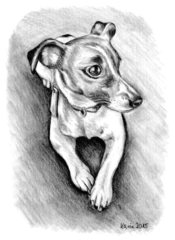 Spike - Jack Russell Terrier, Hund, Haustier, Anlaut H, Illustration