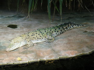 Krokodil - Krokodil, crocodile, Reptil, Struktur, Oberfläche