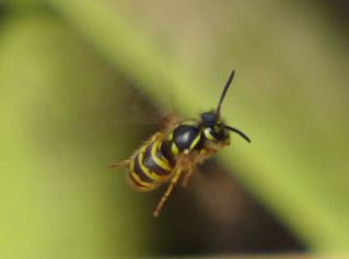 Wespe - Wespe, Insekt, Insekten, Wespe, Körperteile, Flügel, Fühler, Beine