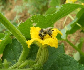 Biene - Nawi, Bienen, Insekten, Honig, Hautflügler, Stachel, staatenbildend, Biene, Imme