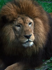 Löwenkopf - Löwe, Raubtier, Katze, Säugetier, männlich, Männchen, Fleischfresser, Mähne, Anlaut L