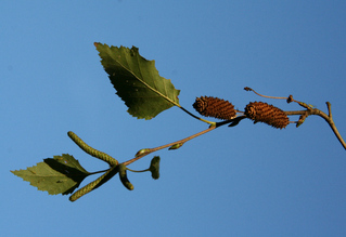Birkensamen - Betula, Heilpflanze, Weißbirke, Zweig, Blatt, Birke, Samen, Laubbaum