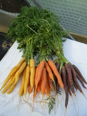 Karottenvielfalt - Karotte, Karotten, Möhre, Möhren, Mohrrübe, Gelbe Rübe, Ruebli, Gemüse