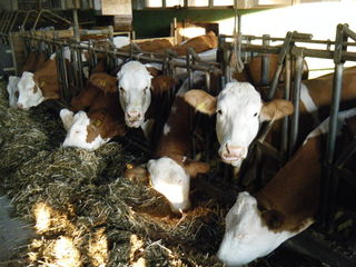 Kühe im Stall #2 - Kuh, Rindvieh, Tier, Nutztier, Milch, Fleckvieh, Wiederkäuer, Haustier, Tierhaltung, Bauernhof