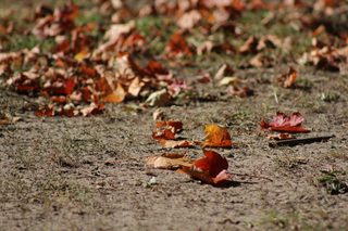 erste Herbstboten #3 - Herbstfarben, Herbst, Blattfärbung, Sonne, Himmel, Herbstlaub, Laub, Blätter, bunt, Jahreszeit, Ahorn, Sonne, Impression, Meditation, Hintergrund, Stimmung, Farbenspiel, Farbe, liegen