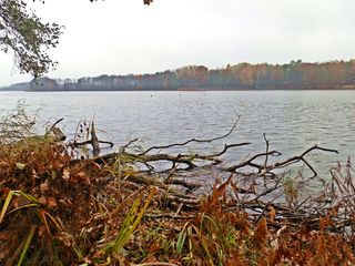 Herbstimpression am See - Herbst, Jahreszeit, See, Stille, Ruhe, Meditation, bedeckt, Stimmung, Wetter, See, Seeufer, kahle Bäume, Schilfbewuchs