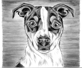 Jack Russell Terrier Amy - Hund, Haustier, Tier, Terrier, Jack Russell Terrier, Hunderasse