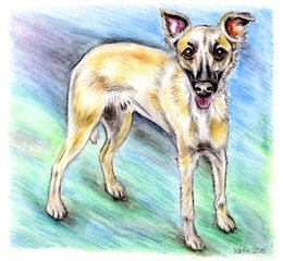 Windhund Pino - Hund, Haustier, Tier, Windhund