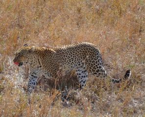 Leopard1 - Leopard, Wildtier, Großkatze, Raubtier, Katze