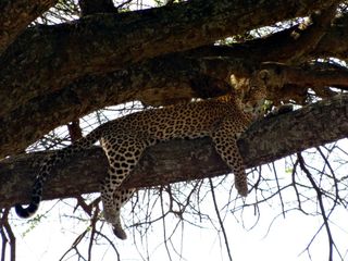 Leopard4 - Leopard, Wildtier, Großkatze, Raubtier, Katze