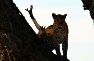 Leopard5 - Leopard, Wildtier, Großkatze, Raubtier, Katze