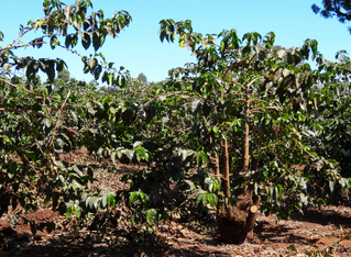 Kaffeepflanzen - Kaffee, Plantage, Afrika, Tansania, Rötegewächs, Kaffeebohnen, Samen