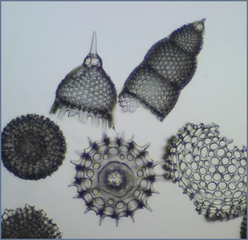 Radiolarien - Radiolaria, Einzeller, Mikroskop, radial, Haeckel, Protozoen, Silikatskelett
