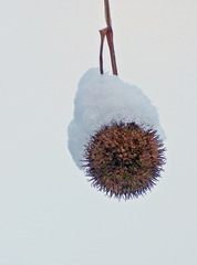 Platane im Winter#2 - Baum, Laubbaum, Winter, Schnee, Frost, hängen, Frucht, Früchte, Zweig, winterlich