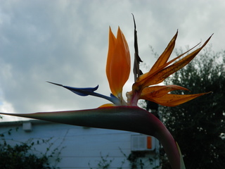 Strelitzie#1 - Blume, Blüte, Strelitzie, Paradiesvogelblume, orange