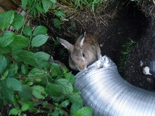 Kaninchen betrachten ein Alurohr für ihre Baue - Kaninchen, Kaninchenbaue, Kaninchenbau, Tunnel, Hase, Hasenartige, Haustier, Freilauf, Pflanzenfresser, Leporidae, Karnickel, Nagetier, Fell, Ohren