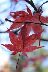 Herbststimmung 1 - Herbststimmung, Laub, Ahornblätter, Färbung, Herbst