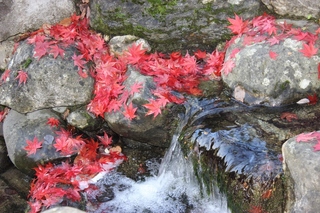 Herbststimmung 2 - Herbststimmung, Herbststimmung, Laub, Ahornblätter, Färbung, Herbst, Wasser