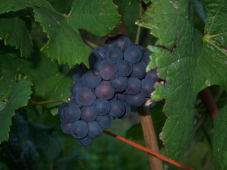 Weintrauben - Wein, Weintrauben, Rebstock, Weinstock, Wachau, Trauben, Reben, Traube, Blätter, Herbst