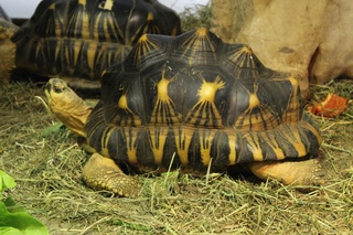 Schildkröte - Schildkröte, Panzer, Reptil, langsam, Tier