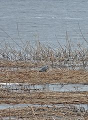Graureiher am Ufer #3 - Graureiher, Gefieder, Standvogel, Schreitvogel, grau, Fischreiher, Tarnung, Küste