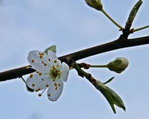 erste Frühlingsblüte - weiß, Blüte, Knospe, Frühling, Bote, Gruß, Frühlingsgruß, Pflanze, blühen, Pollen, Samenanlage, Blütenblätter, Blatt, Blätter