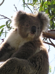 Koala - Koala, Beuteltier, Australien, Beutelsäuger, Fell, nachtaktiv, Eukalyptus, Australien, Baumtier, Baumbewohner, Revier, Symbol, kuschlig, Kuscheltier, Schreibanlass, grau, bedrohte Art, Aussterben