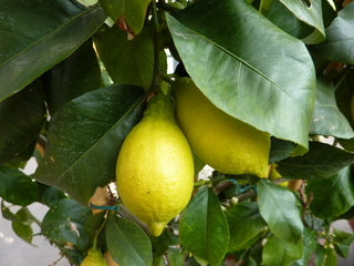 Zitronen am Baum - Zitrone, Zitrusfrucht, gelb, Frucht, Nahrungsmittel, Gewürz, Obst, Citrus, sauer, Vitamine