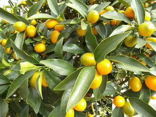 Mandarinen - Zitrusgewächse, Zitrusfrüchte, Mandarine, Rautengewächs, Frucht, orange, Hesperidien