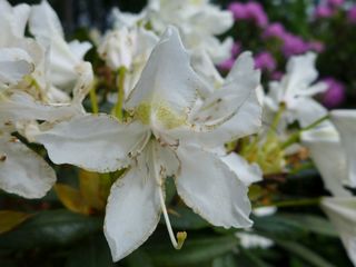 Rhododendron #1 - Rhododendron, Rhododendren, Heidekrautgewächs, Ericaceae, Blüte, Blüten, Blütenblätter, weiß, Staubgefäße, Stempel