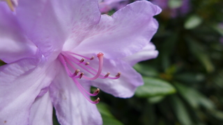 Rhododendron #2 - Rhododendron, Rhododendren, Heidekrautgewächs, Ericaceae, Blüte, Blüten, Blütenblätter, pink, Staubgefäße, Stempel