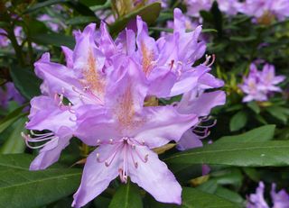 Rhododendron #3 - Rhododendron, Rhododendren, Heidekrautgewächs, Ericaceae, Blüte, Blüten, Blütenblätter, pink, Staubgefäße, Stempel