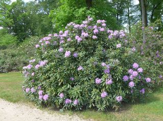 Rhododendron #5 - Rhododendron, Rhododendren, Heidekrautgewächs, Ericaceae, Blüte, Blüten, Blütenblätter, pink, Busch