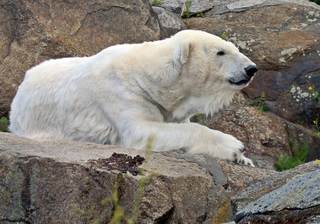 Eisbär - Eisbär, Polarregion, Nordpol, Arktis, Klimawandel, Verhalten, Zoo, Haltung, Zootier, Einzelgänger, bedrohte Tierart, gefährdet, gefährlich, Bär, Raubtier, Säugetier, Polarbär, Sohlengänger, weiß