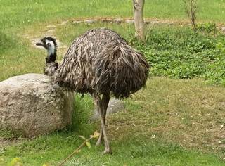 ein Emu - Emu, Australien, Vogel, Zoo, Laufvogel, Fleisch, Nutztier, Symbol, flugunfähig, Dromaiidae, Dromaius, Urkiefervögel, Federn, Schnabel