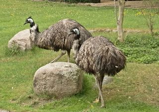 zwei Emus - Emu, Emus, Australien, Vogel, Zoo, Laufvogel, Vogel, Vögel, Fleisch, Nutztier, Symbol, flugunfähig, Dromaiidae, Dromaius, Urkiefervögel, Federn, Schnabel, Paar