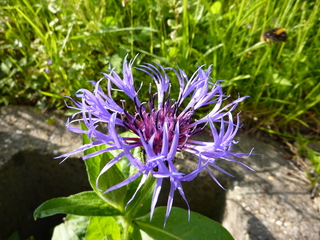 Kornblume - Blüte, Korbblütengewächs, Blüte, blau, Blume, Naturschutz, Heilpflanze, einjährig, Centaurea cyanus