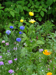Wildblumen #3 - Sommer, Blumenwiese, Wildblumen, Wiese, Blumen, Blüten, Gräser, Unkraut, grün, blühen, Natur, Kräuter