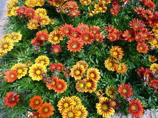 Mittagsblume - Dorotheanthus bellidiformis, Mittagsblume, Blume, gelb, Korbblüter