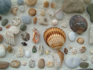 Muscheln - Biologie, Muscheln, Muschel, Steine, Sand, Strand, Ufer, sammeln, Schreibanlass